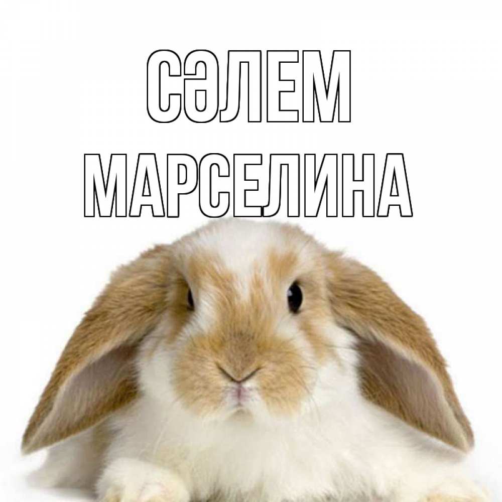 Күн сайын ашық хат с именем, Марселина Сәлем с животными Онлайн тегін жүктеп алу тілектері бар керемет карта 