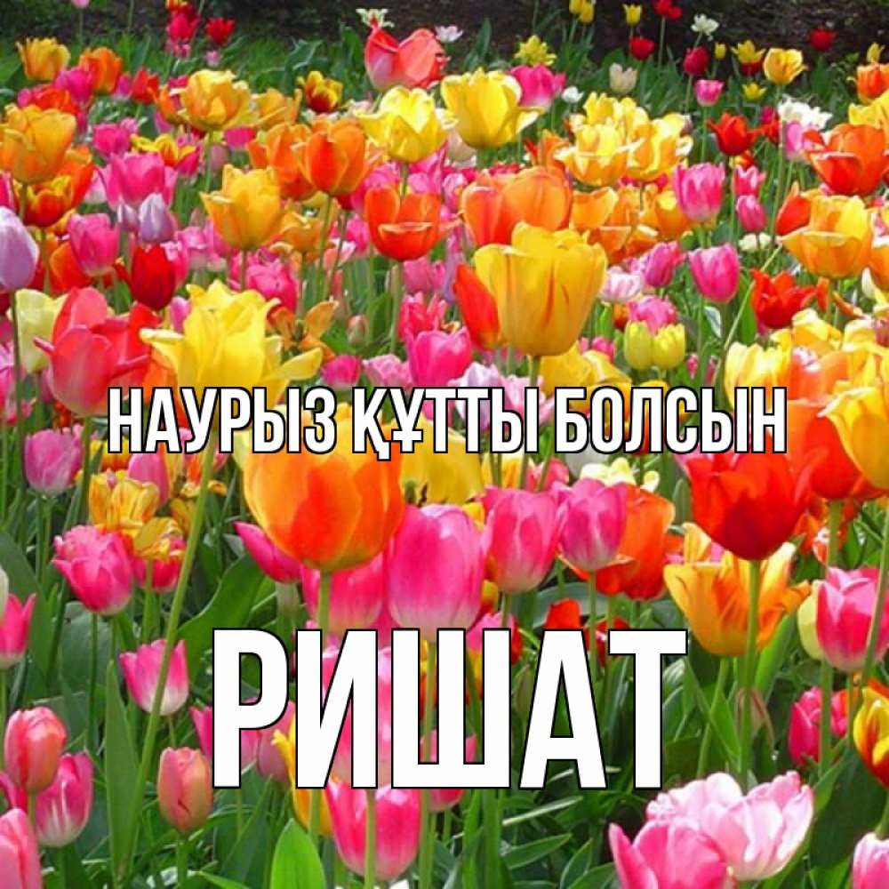 Күн сайын ашық хат с именем, РИШАТ Наурыз құтты болсын на наурыз  ура ура Онлайн тегін жүктеп алу тілектері бар керемет карта 