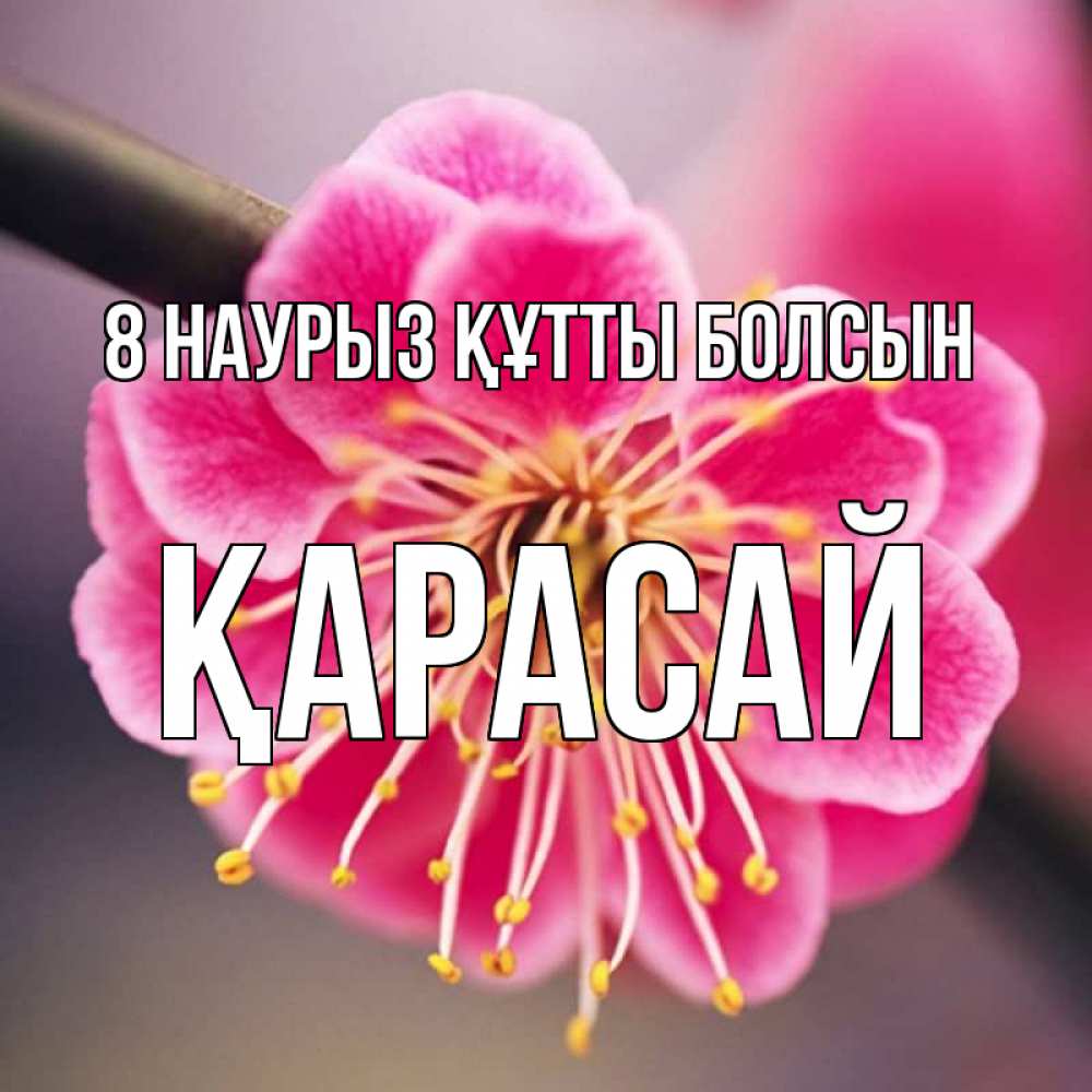 Күн сайын ашық хат с именем, Қарасай 8 наурыз құтты болсын цветы Онлайн тегін жүктеп алу тілектері бар керемет карта 