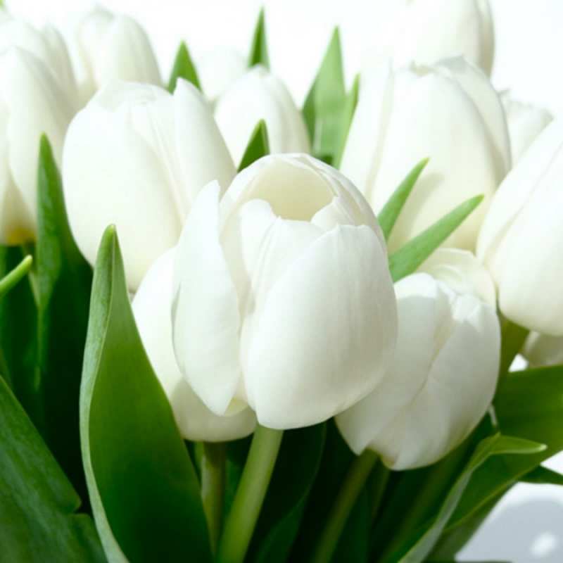 Открытка тюльпаны белые  цветы  8 наурыз құтты болсын 