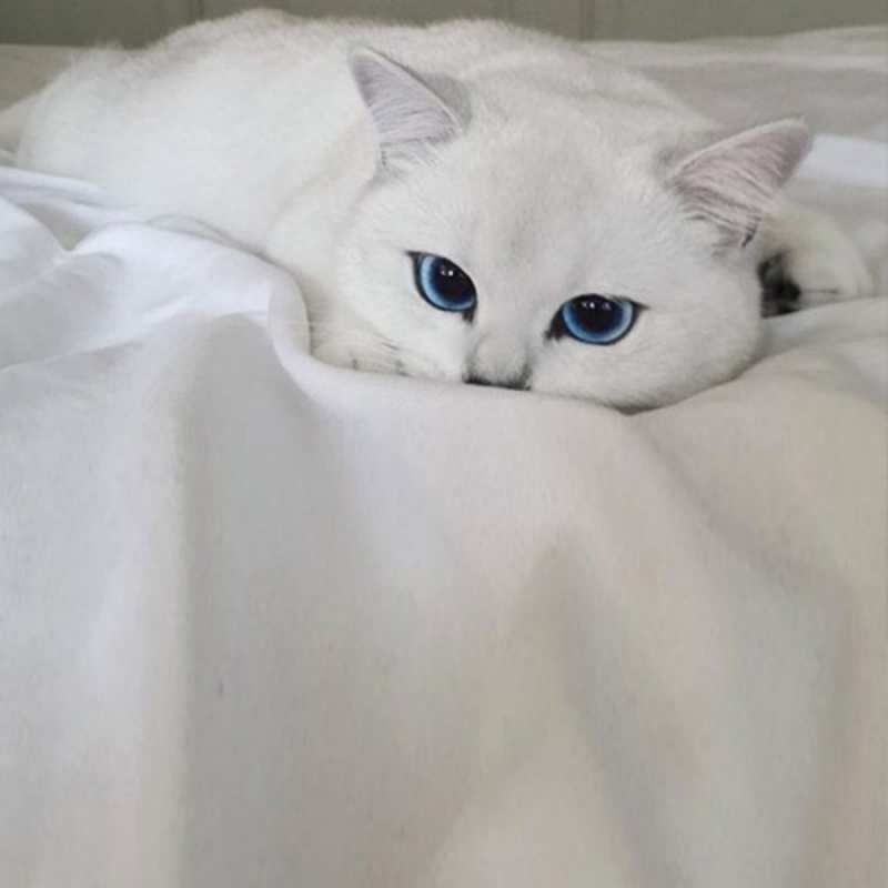 Открытка соскучившийся кот  я очень по тебе скучаю и тоскую  Сен туралы ойлап жатырмын 