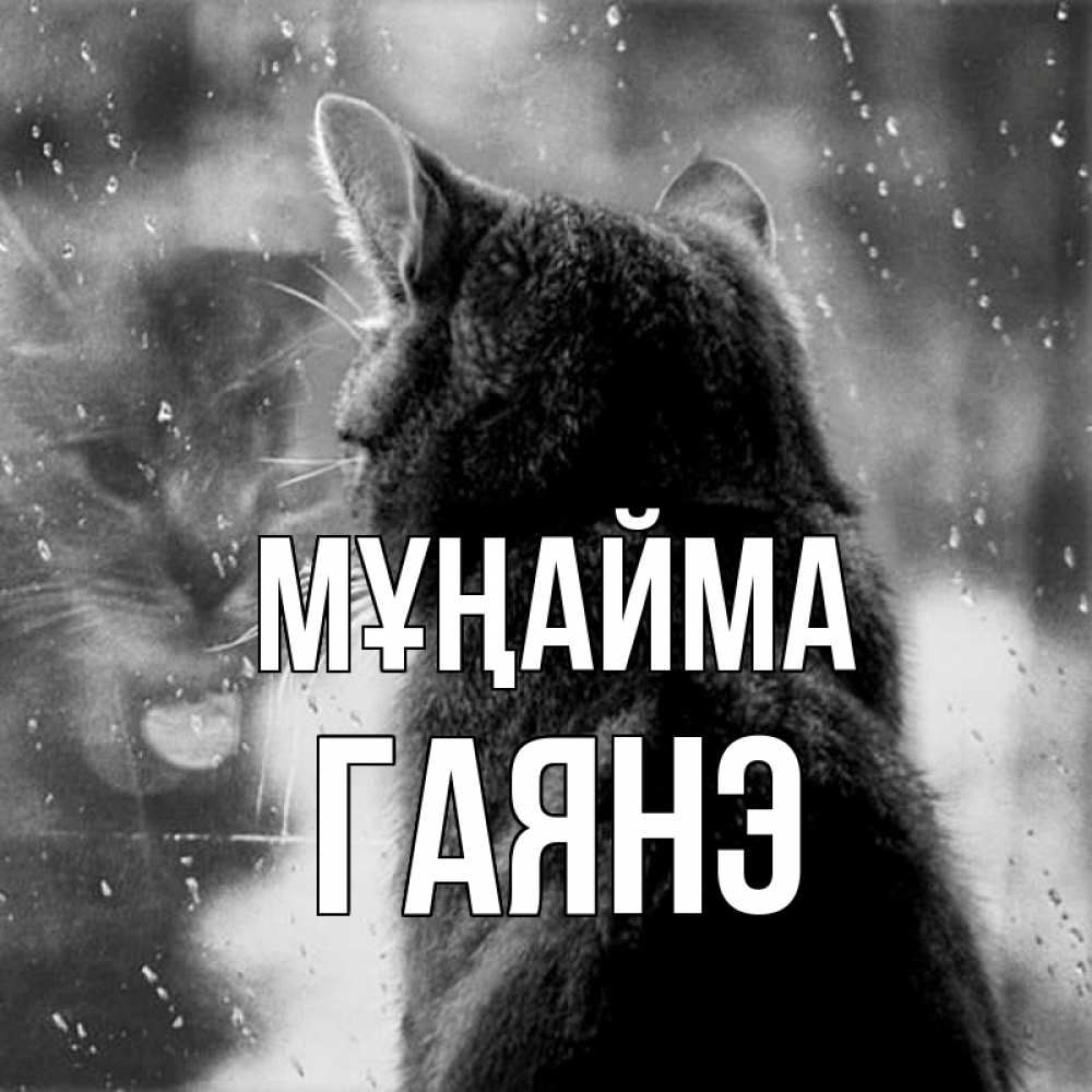 Күн сайын ашық хат с именем, Гаянэ Мұңайма отражение кота 1 Онлайн тегін жүктеп алу тілектері бар керемет карта 