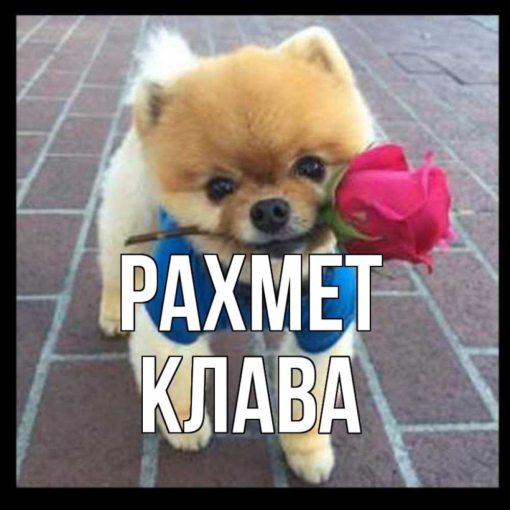 Күн сайын ашық хат с именем, Клава рахмет спасибо и дарю тебе цветок Онлайн тегін жүктеп алу тілектері бар керемет карта 