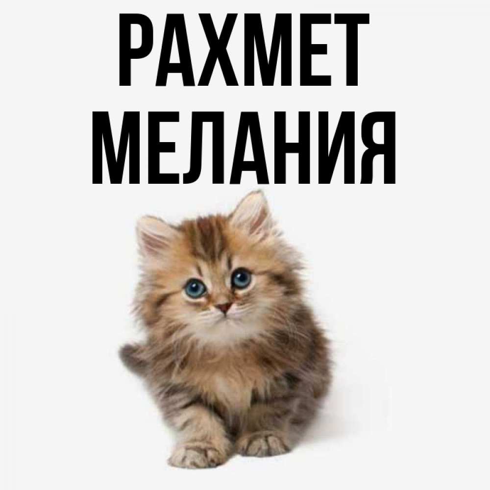 Күн сайын ашық хат с именем, Мелания рахмет пушистый котик Онлайн тегін жүктеп алу тілектері бар керемет карта 