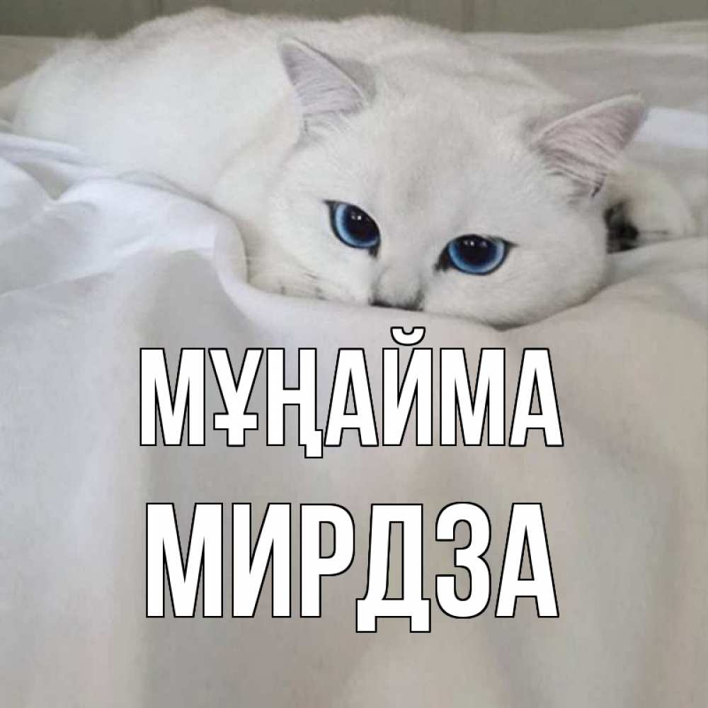 Күн сайын ашық хат с именем, Мирдза Мұңайма белый кот с голубыми глазами на белоснежной кровати Онлайн тегін жүктеп алу тілектері бар керемет карта 