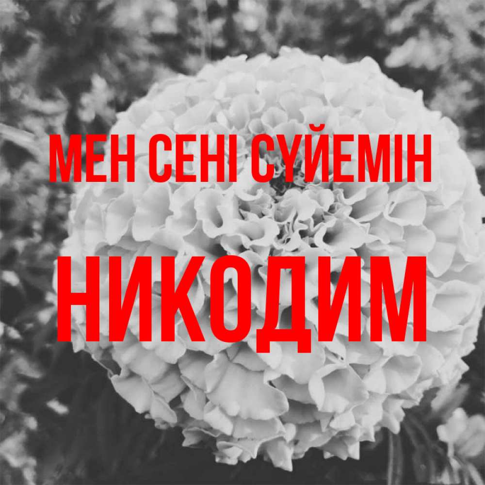 Күн сайын ашық хат с именем, Никодим Мен сені сүйемін подпись Онлайн тегін жүктеп алу тілектері бар керемет карта 
