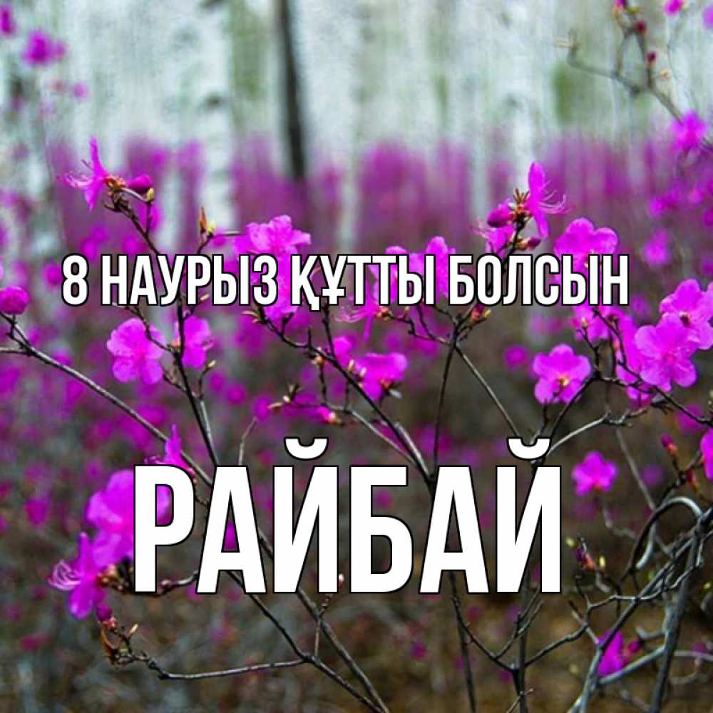 Күн сайын ашық хат с именем, РАЙБАЙ 8 наурыз құтты болсын дикие цветы Онлайн тегін жүктеп алу тілектері бар керемет карта 