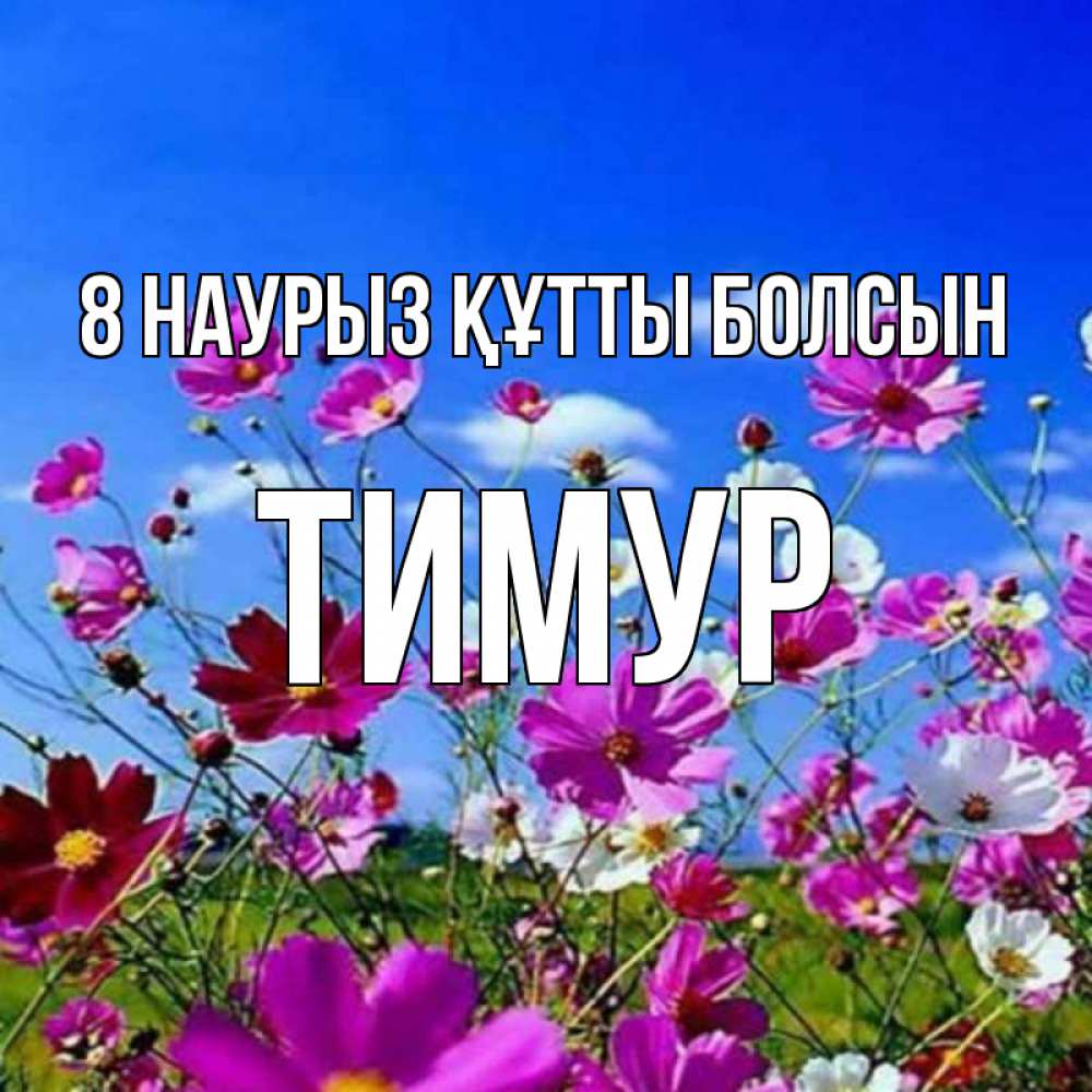 Күн сайын ашық хат с именем, Тимур 8 наурыз құтты болсын цветы Онлайн тегін жүктеп алу тілектері бар керемет карта 