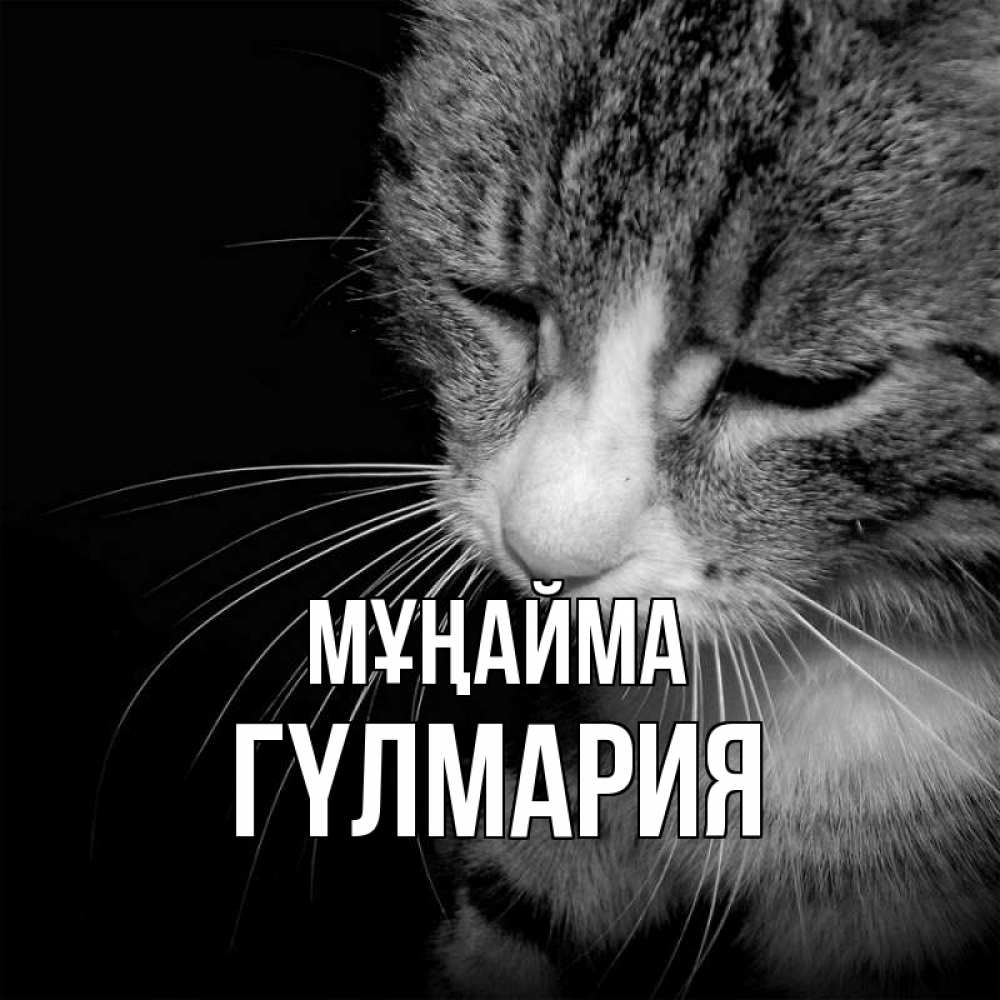 Күн сайын ашық хат с именем, ГҮЛМАРИЯ Мұңайма грустный котик Онлайн тегін жүктеп алу тілектері бар керемет карта 