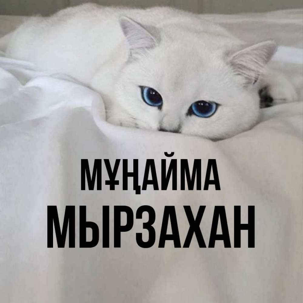 Күн сайын ашық хат с именем, Мырзахан Мұңайма Голубоглазая кошка Онлайн тегін жүктеп алу тілектері бар керемет карта 
