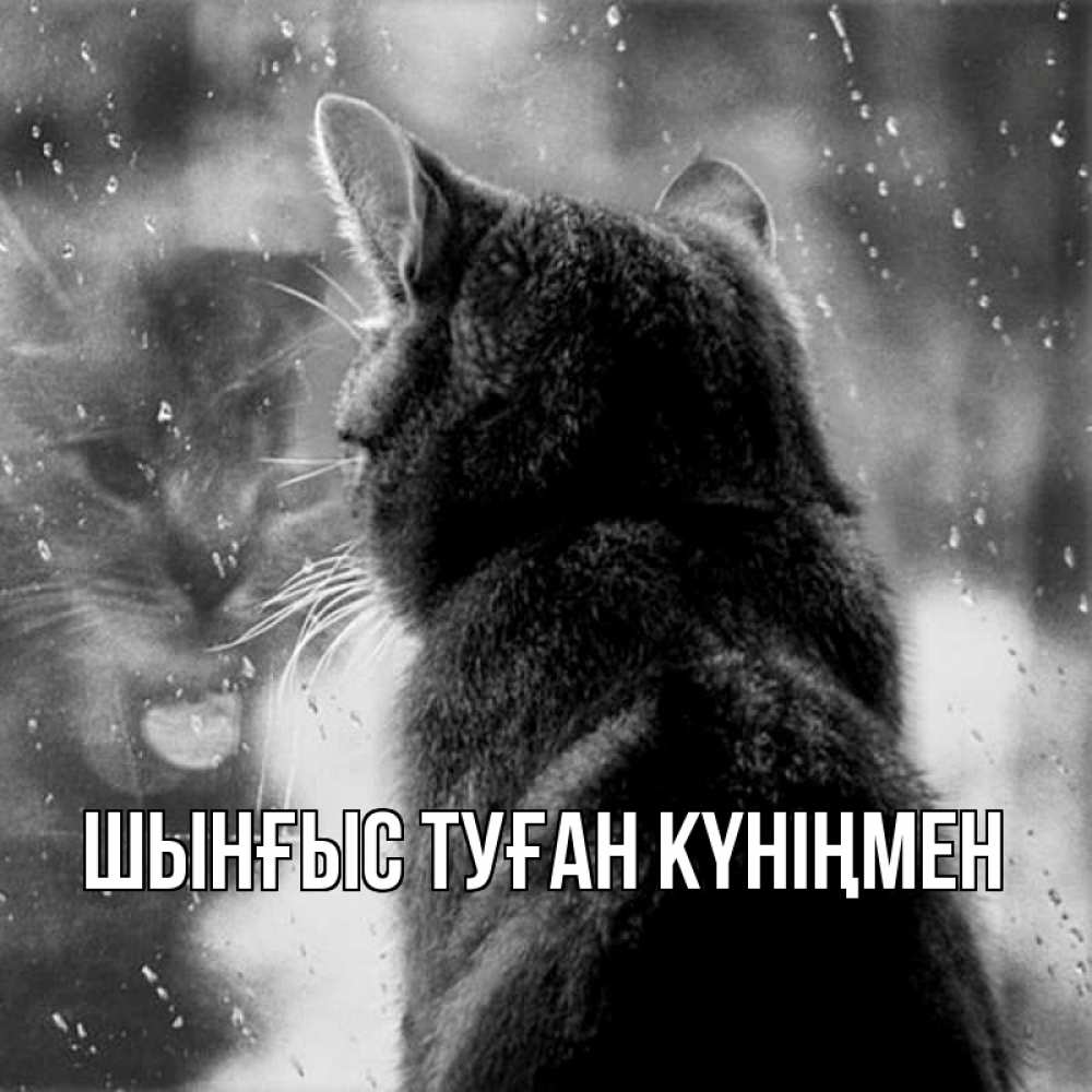 Картинка  с именем , ШЫНҒЫС! ТУҒАН КҮНІҢМЕН!