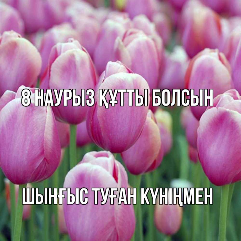 Картинка 8 наурыз құтты болсын, ШЫНҒЫС! ТУҒАН КҮНІҢМЕН!