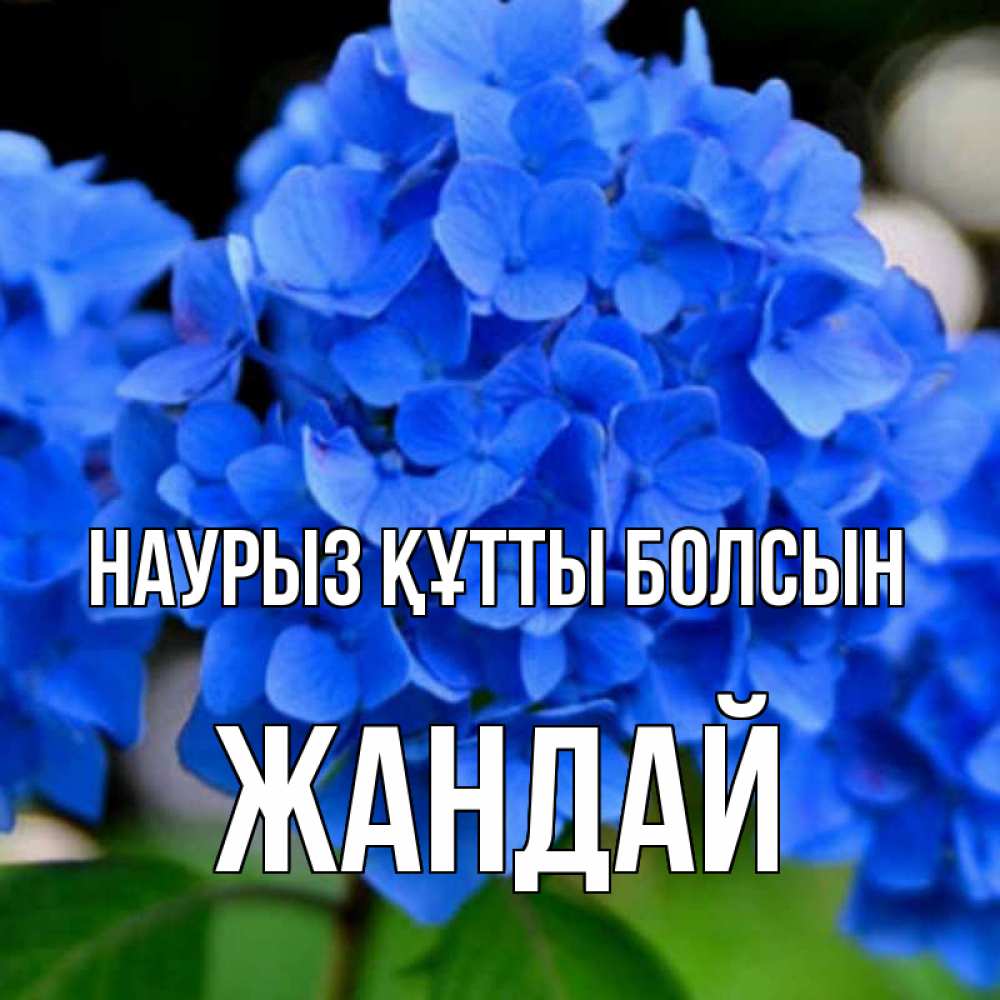 Күн сайын ашық хат с именем, Жандай Наурыз құтты болсын синие цветы Онлайн тегін жүктеп алу тілектері бар керемет карта 