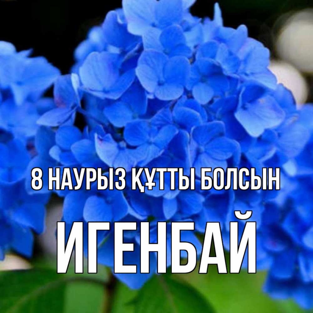 Күн сайын ашық хат с именем, Игенбай 8 наурыз құтты болсын синие цветы Онлайн тегін жүктеп алу тілектері бар керемет карта 