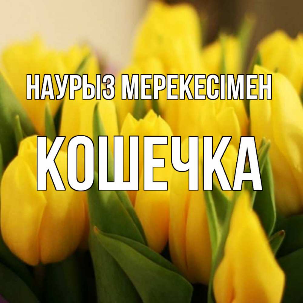 Күн сайын ашық хат с именем, Кошечка Наурыз мерекесімен цветы Онлайн тегін жүктеп алу тілектері бар керемет карта 