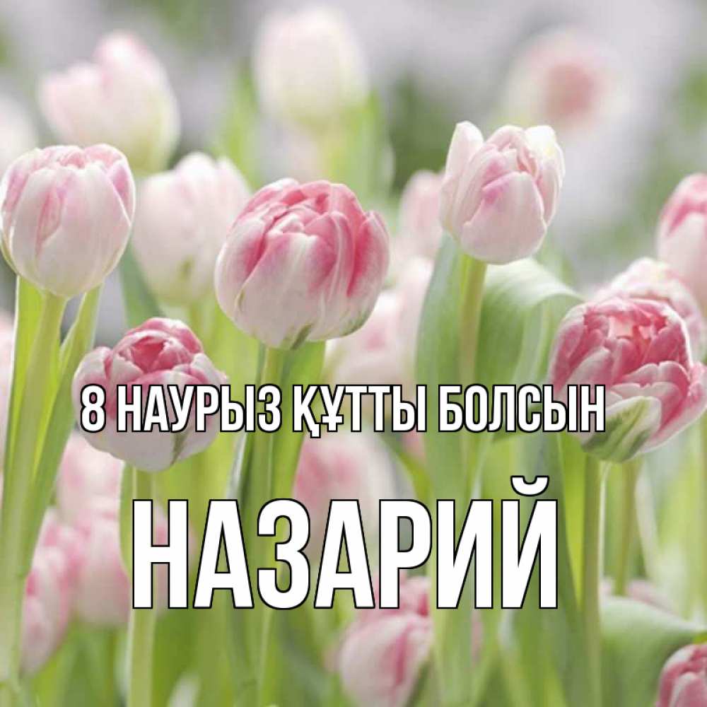 Күн сайын ашық хат с именем, Назарий 8 наурыз құтты болсын цветы Онлайн тегін жүктеп алу тілектері бар керемет карта 