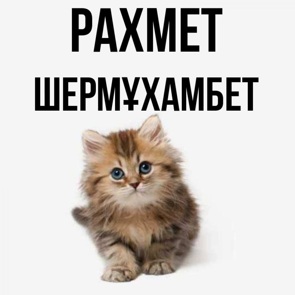 Күн сайын ашық хат с именем, ШЕРМҰХАМБЕТ рахмет пушистый котик Онлайн тегін жүктеп алу тілектері бар керемет карта 