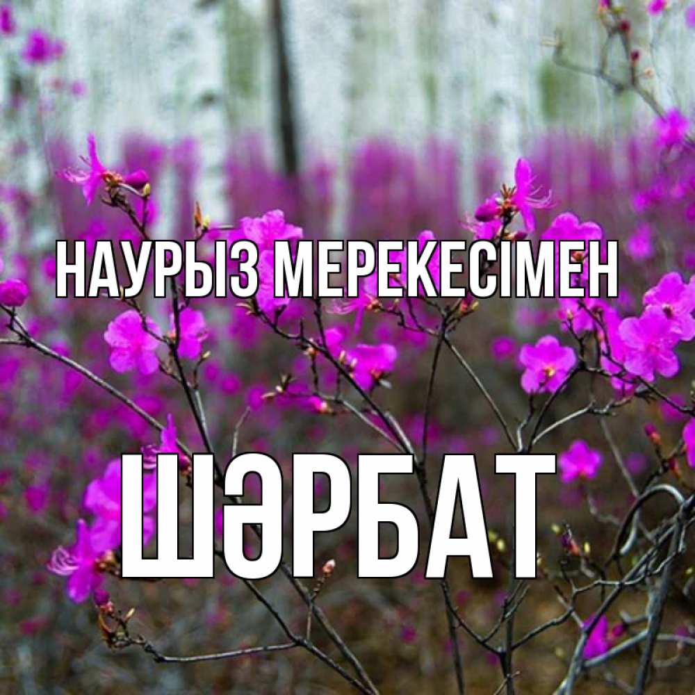 Күн сайын ашық хат с именем, ШӘРБАТ Наурыз мерекесімен дикие цветы Онлайн тегін жүктеп алу тілектері бар керемет карта 
