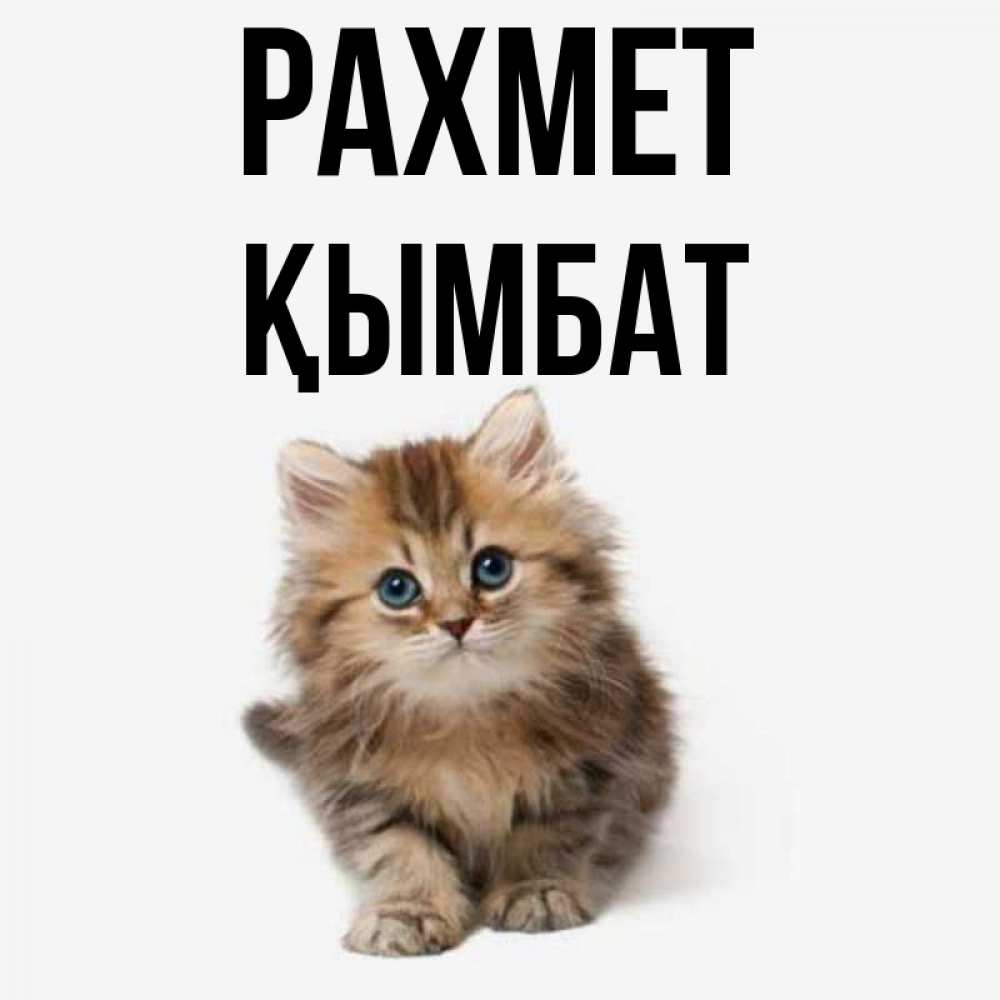 Күн сайын ашық хат с именем, ҚЫМБАТ рахмет пушистый котик Онлайн тегін жүктеп алу тілектері бар керемет карта 