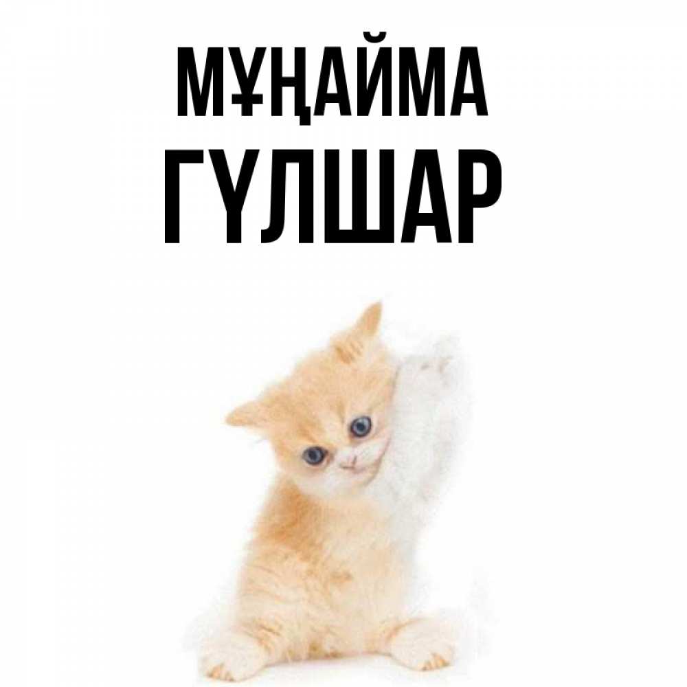 Күн сайын ашық хат с именем, ГҮЛШАР Мұңайма просящий кот Онлайн тегін жүктеп алу тілектері бар керемет карта 