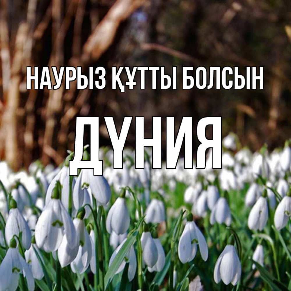 Күн сайын ашық хат с именем, ДҮНИЯ Наурыз құтты болсын с подснежниками 1 Онлайн тегін жүктеп алу тілектері бар керемет карта 