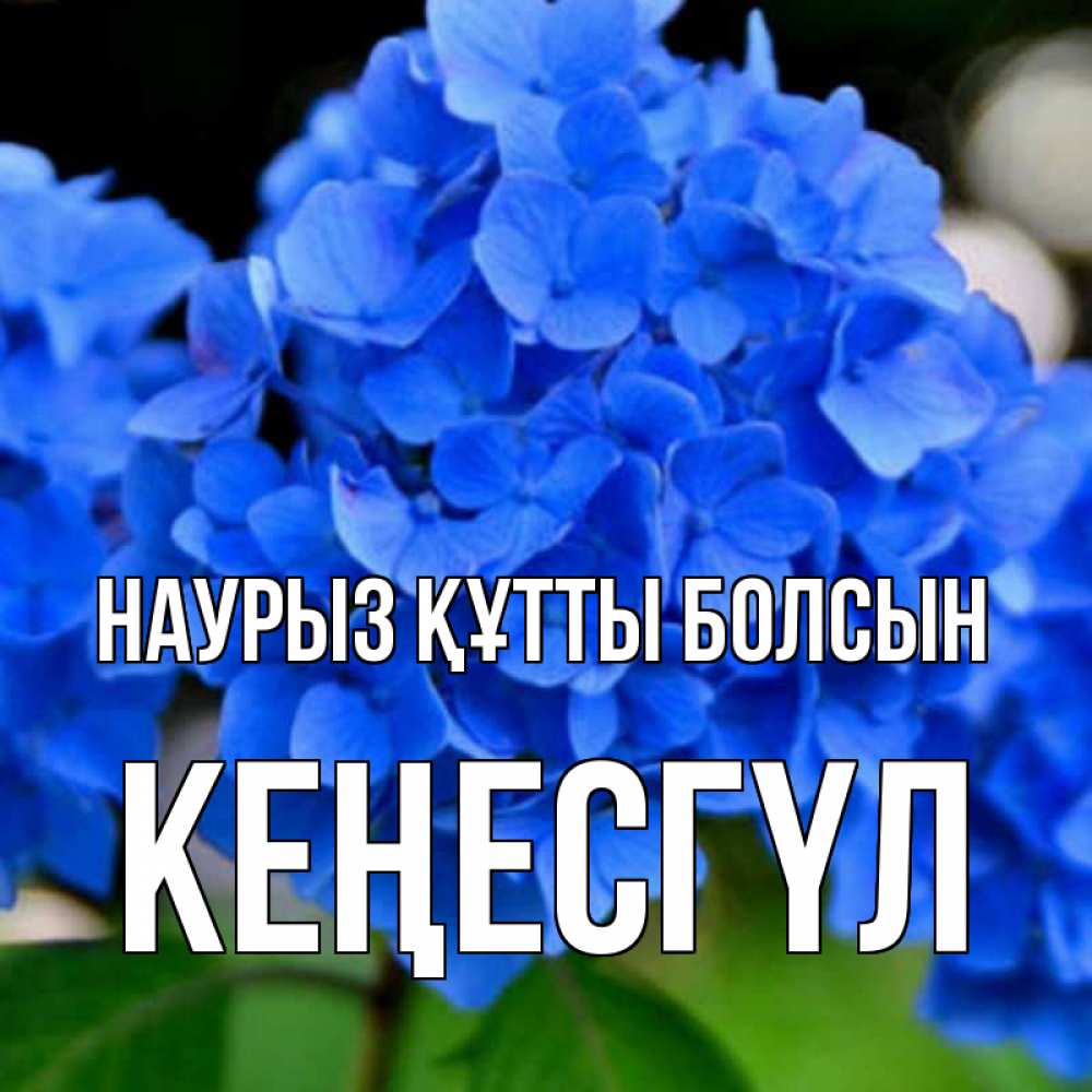 Күн сайын ашық хат с именем, КЕҢЕСГҮЛ Наурыз құтты болсын синие цветы Онлайн тегін жүктеп алу тілектері бар керемет карта 