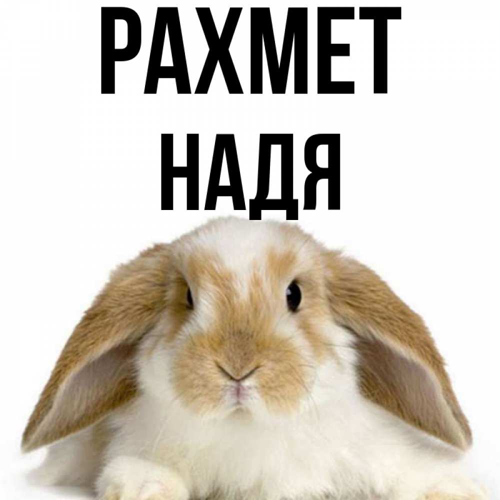 Күн сайын ашық хат с именем, Надя рахмет коричнево белый заяц Онлайн тегін жүктеп алу тілектері бар керемет карта 
