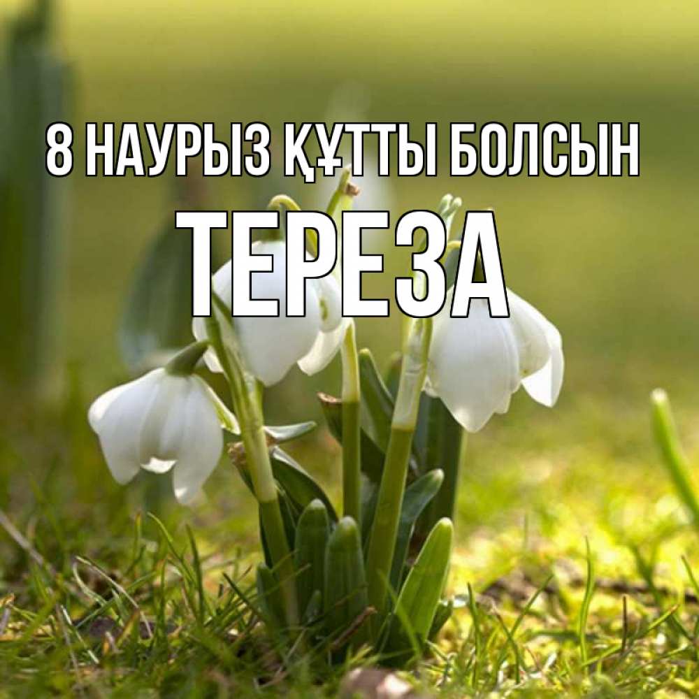 Күн сайын ашық хат с именем, Тереза 8 наурыз құтты болсын ранние цветы 2 Онлайн тегін жүктеп алу тілектері бар керемет карта 
