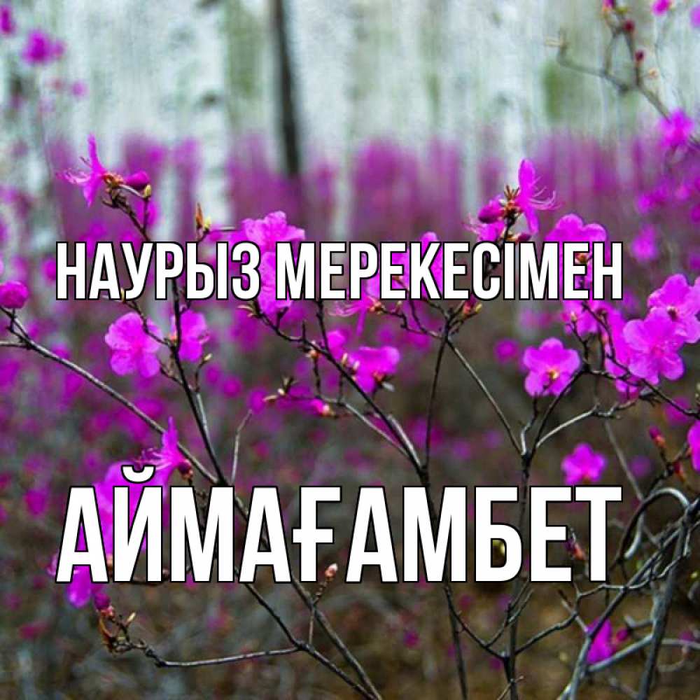 Күн сайын ашық хат с именем, Аймағамбет Наурыз мерекесімен дикие цветы Онлайн тегін жүктеп алу тілектері бар керемет карта 