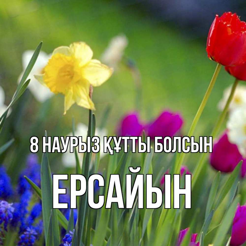 Күн сайын ашық хат с именем, Ерсайын 8 наурыз құтты болсын международный женский день 3 Онлайн тегін жүктеп алу тілектері бар керемет карта 