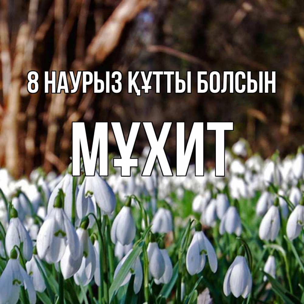 Күн сайын ашық хат с именем, МҰХИТ 8 наурыз құтты болсын с подснежниками 1 Онлайн тегін жүктеп алу тілектері бар керемет карта 