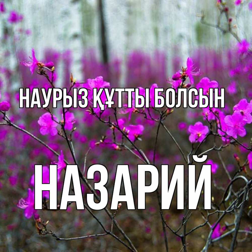 Күн сайын ашық хат с именем, Назарий Наурыз құтты болсын дикие цветы Онлайн тегін жүктеп алу тілектері бар керемет карта 