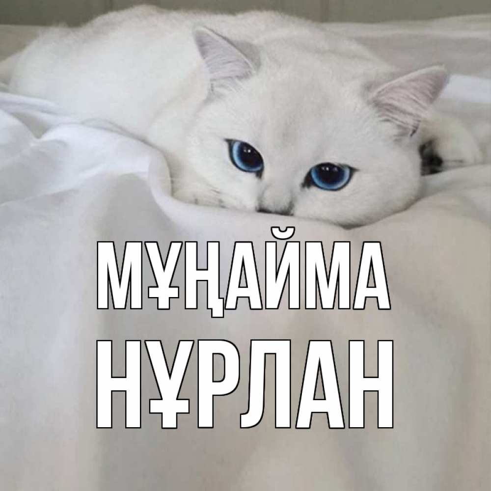 Күн сайын ашық хат с именем, НҰРЛАН Мұңайма белый кот с голубыми глазами на белоснежной кровати Онлайн тегін жүктеп алу тілектері бар керемет карта 