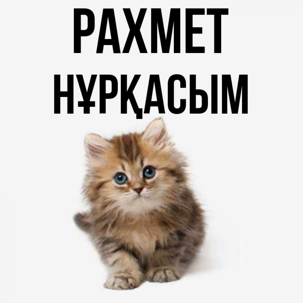 Күн сайын ашық хат с именем, НҰРҚАСЫМ рахмет пушистый котик Онлайн тегін жүктеп алу тілектері бар керемет карта 
