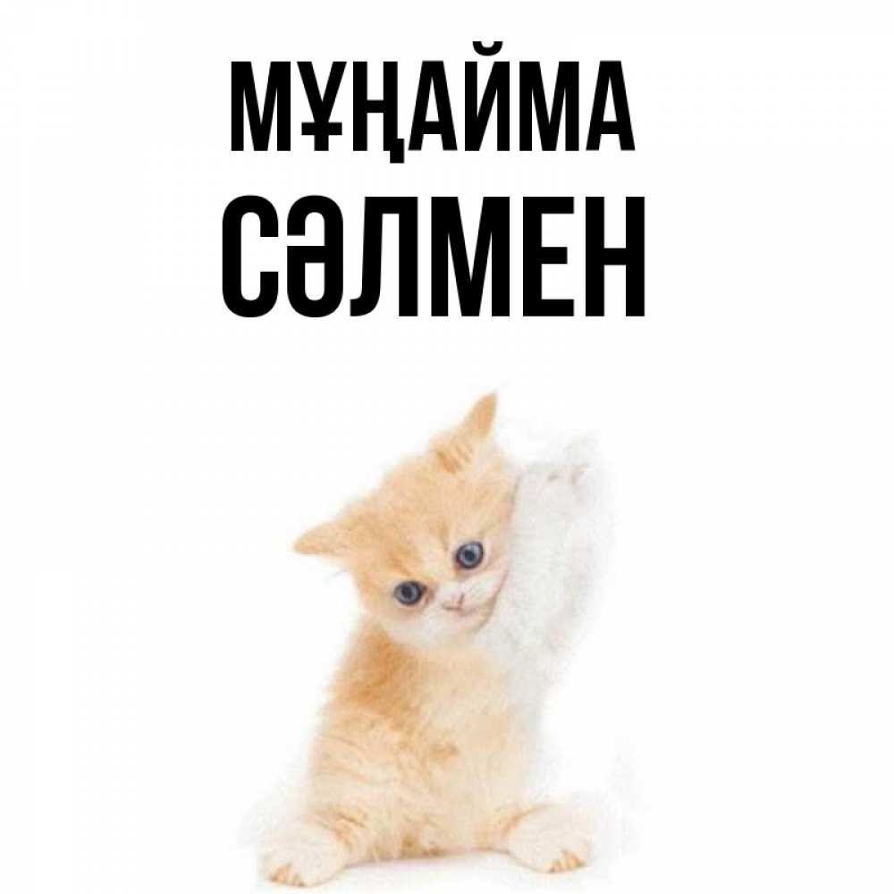 Күн сайын ашық хат с именем, СӘЛМЕН Мұңайма просящий кот Онлайн тегін жүктеп алу тілектері бар керемет карта 