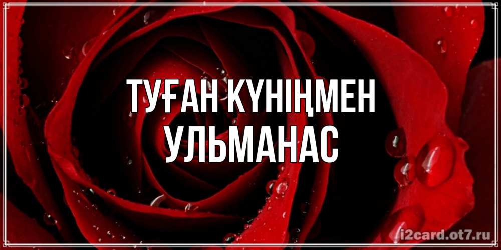 Күн сайын ашық хат с именем, Ульманас Туған күніңмен крупная бордовая роза Онлайн тегін жүктеп алу тілектері бар керемет карта 