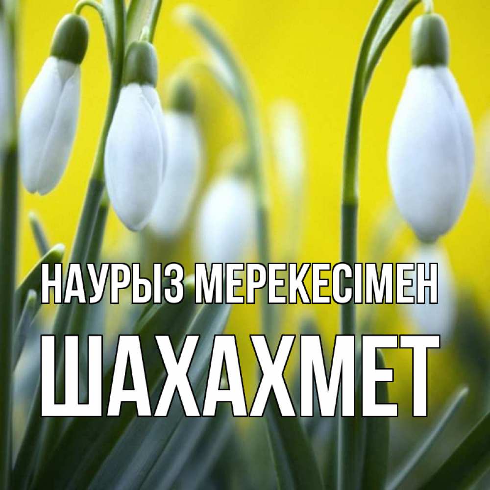 Күн сайын ашық хат с именем, ШАХАХМЕТ Наурыз мерекесімен весенние цветы Онлайн тегін жүктеп алу тілектері бар керемет карта 