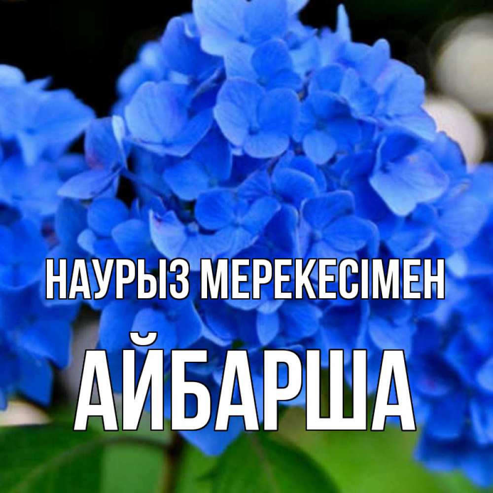 Күн сайын ашық хат с именем, АЙБАРША Наурыз мерекесімен синие цветы Онлайн тегін жүктеп алу тілектері бар керемет карта 
