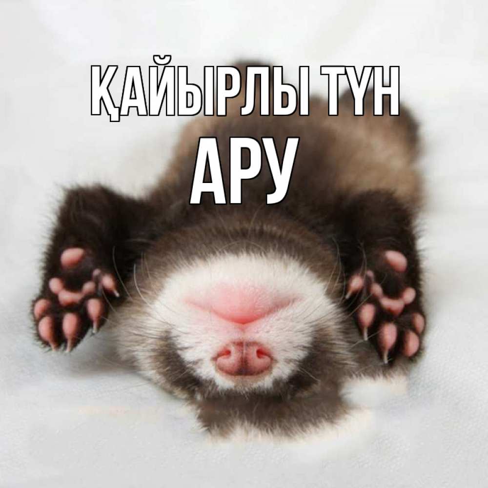 Күн сайын ашық хат с именем, АРУ Қайырлы түн зверек Онлайн тегін жүктеп алу тілектері бар керемет карта 