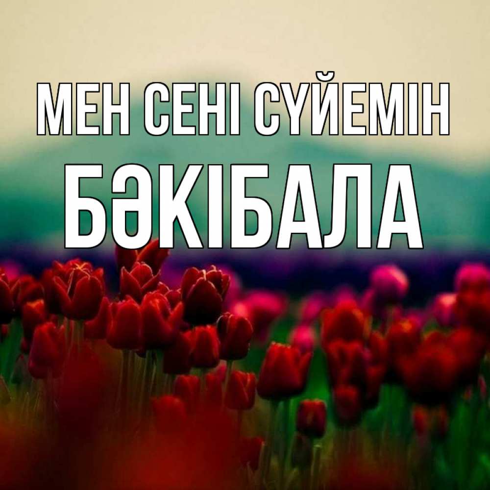 Күн сайын ашық хат с именем, БӘКІБАЛА Мен сені сүйемін тюльпаны 4 Онлайн тегін жүктеп алу тілектері бар керемет карта 