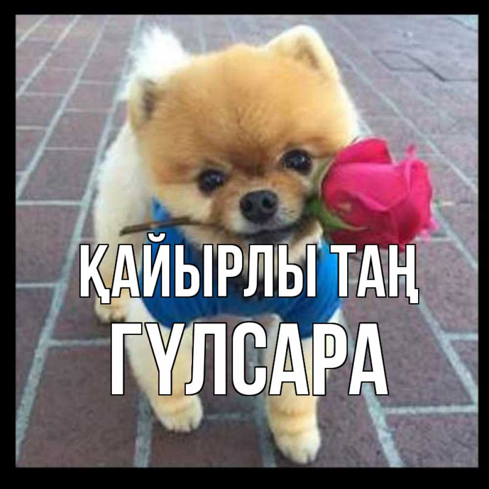 Күн сайын ашық хат с именем, ГҮЛСАРА Қайырлы таң роза в зубах Онлайн тегін жүктеп алу тілектері бар керемет карта 