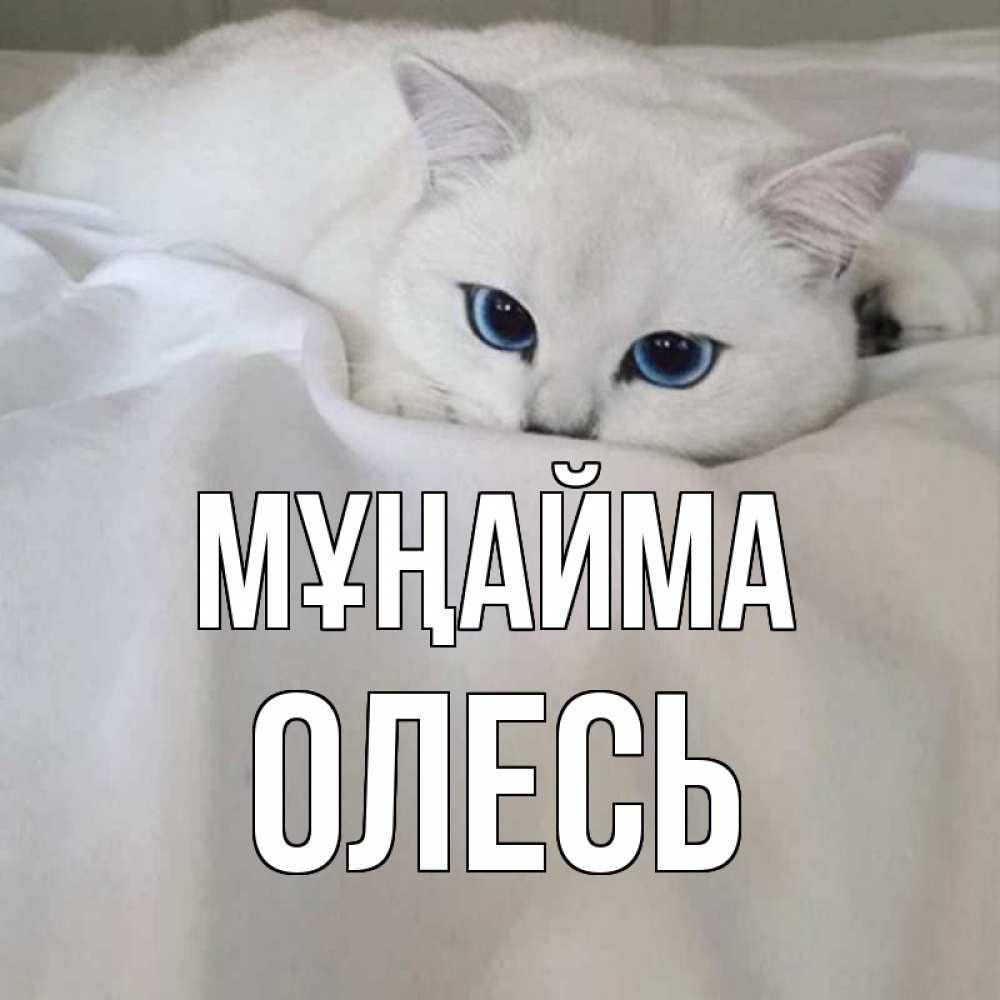 Күн сайын ашық хат с именем, Олесь Мұңайма белый кот с голубыми глазами на белоснежной кровати Онлайн тегін жүктеп алу тілектері бар керемет карта 