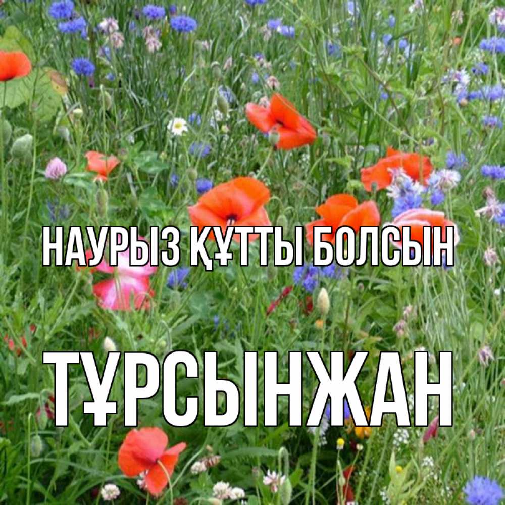 Күн сайын ашық хат с именем, ТҰРСЫНЖАН Наурыз құтты болсын наурыз  4 Онлайн тегін жүктеп алу тілектері бар керемет карта 