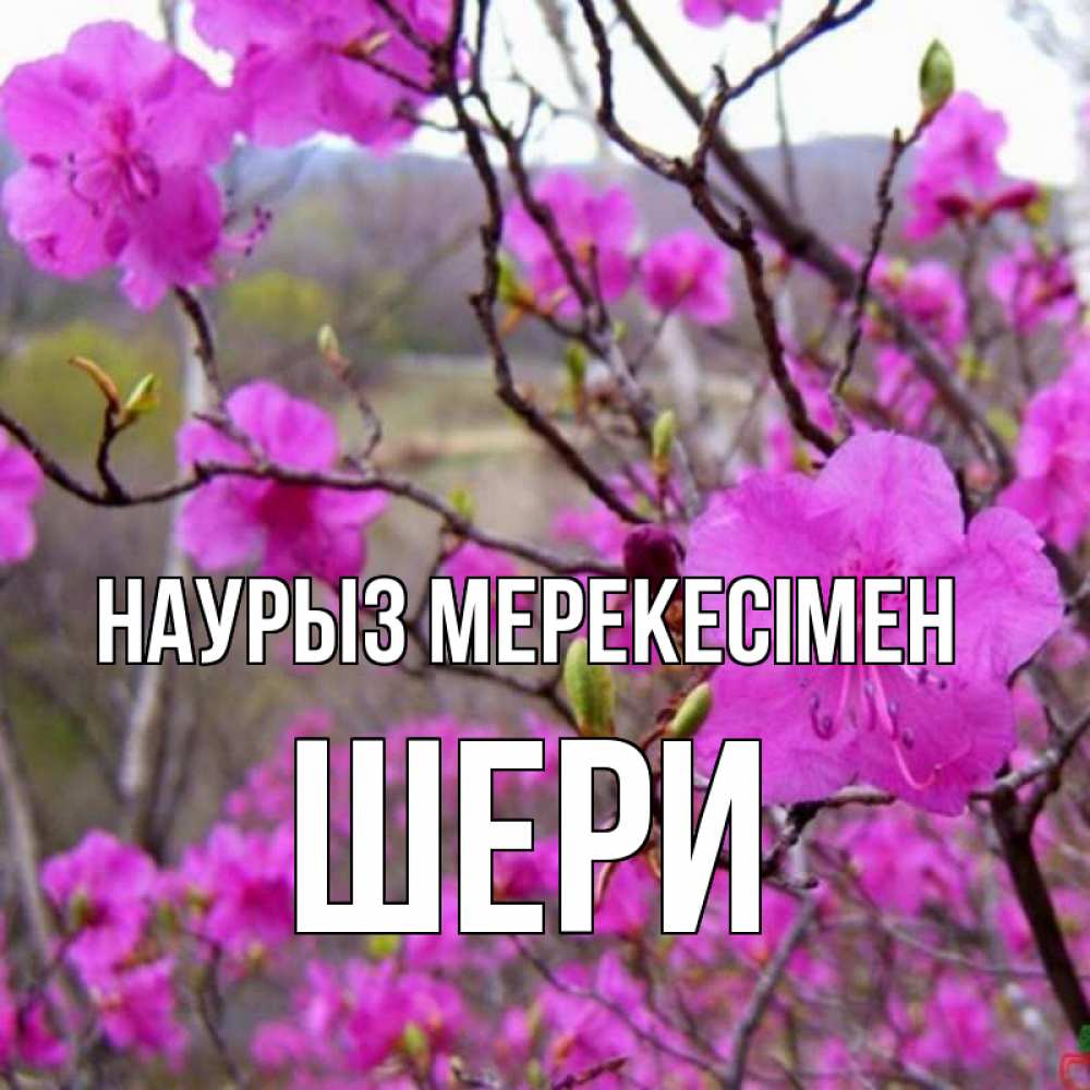 Күн сайын ашық хат с именем, ШЕРИ Наурыз мерекесімен праздник весны наурыз Онлайн тегін жүктеп алу тілектері бар керемет карта 