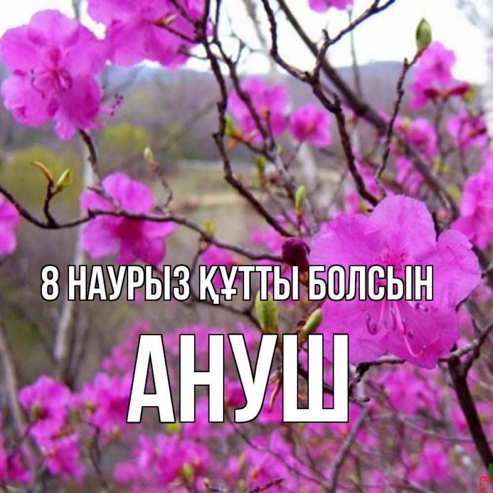 Күн сайын ашық хат с именем, Ануш 8 наурыз құтты болсын международный женский день Онлайн тегін жүктеп алу тілектері бар керемет карта 