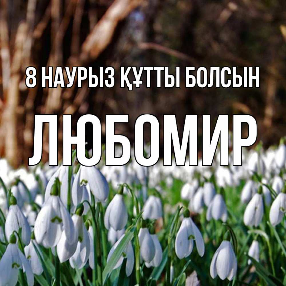 Күн сайын ашық хат с именем, Любомир 8 наурыз құтты болсын с подснежниками 1 Онлайн тегін жүктеп алу тілектері бар керемет карта 