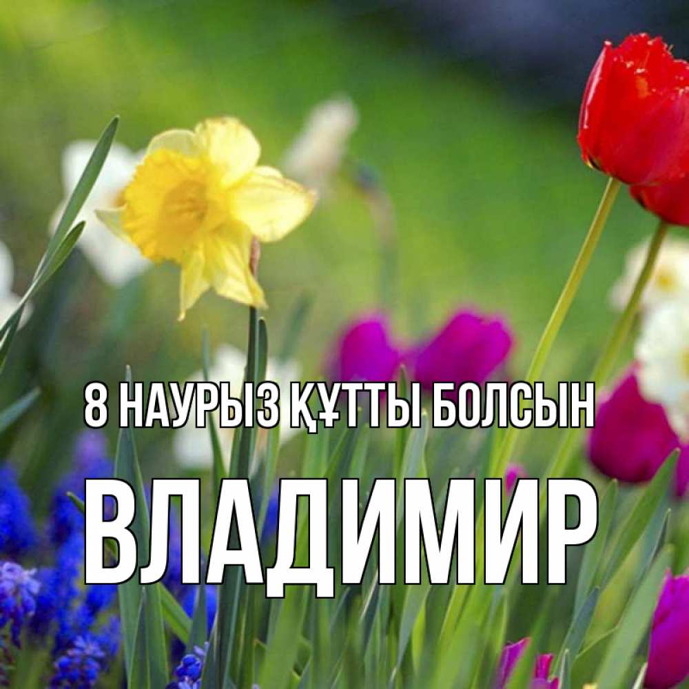 Күн сайын ашық хат с именем, Владимир 8 наурыз құтты болсын международный женский день 3 Онлайн тегін жүктеп алу тілектері бар керемет карта 