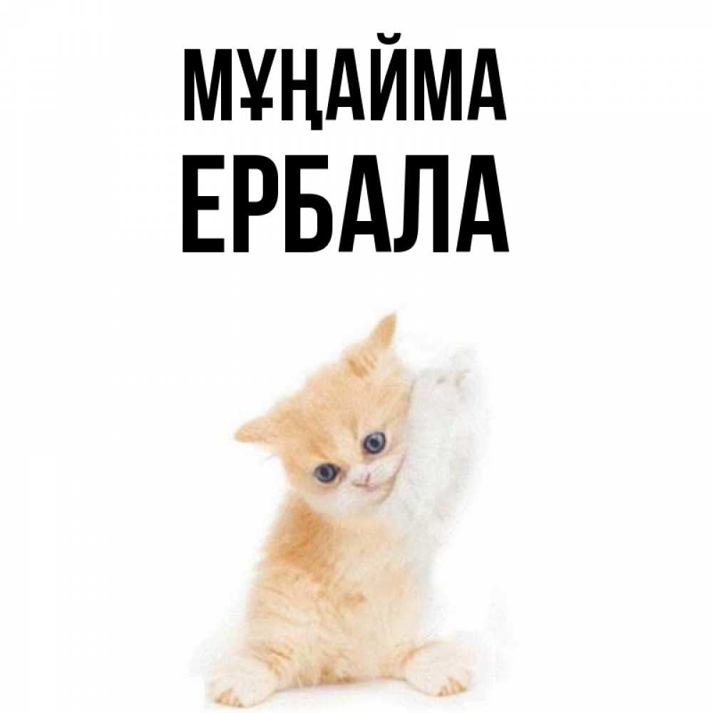 Күн сайын ашық хат с именем, Ербала Мұңайма просящий кот Онлайн тегін жүктеп алу тілектері бар керемет карта 