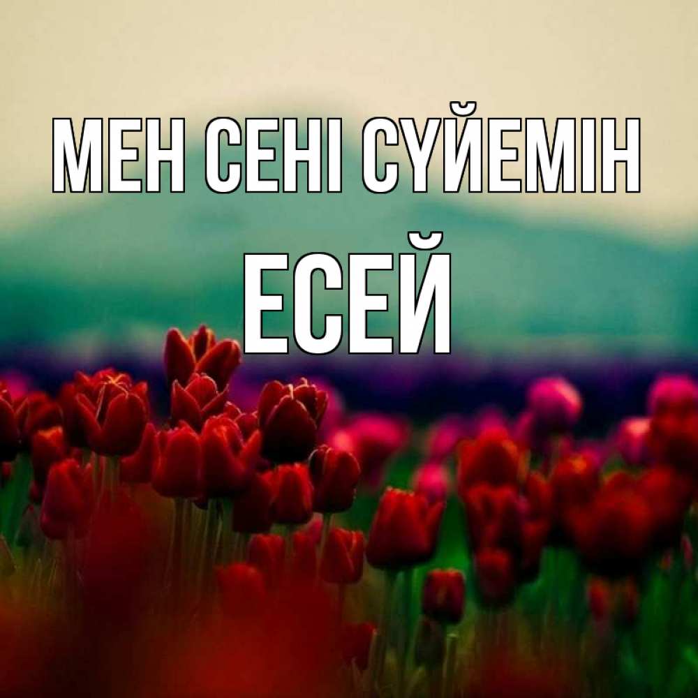 Күн сайын ашық хат с именем, Есей Мен сені сүйемін тюльпаны 4 Онлайн тегін жүктеп алу тілектері бар керемет карта 