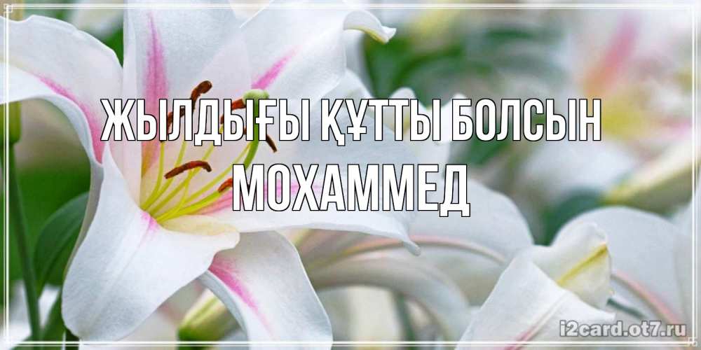 Күн сайын ашық хат с именем, Мохаммед Жылдығы құтты болсын открытка с белой лилией Онлайн тегін жүктеп алу тілектері бар керемет карта 